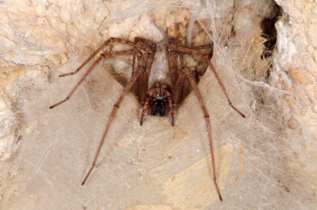Tegenaria sp.